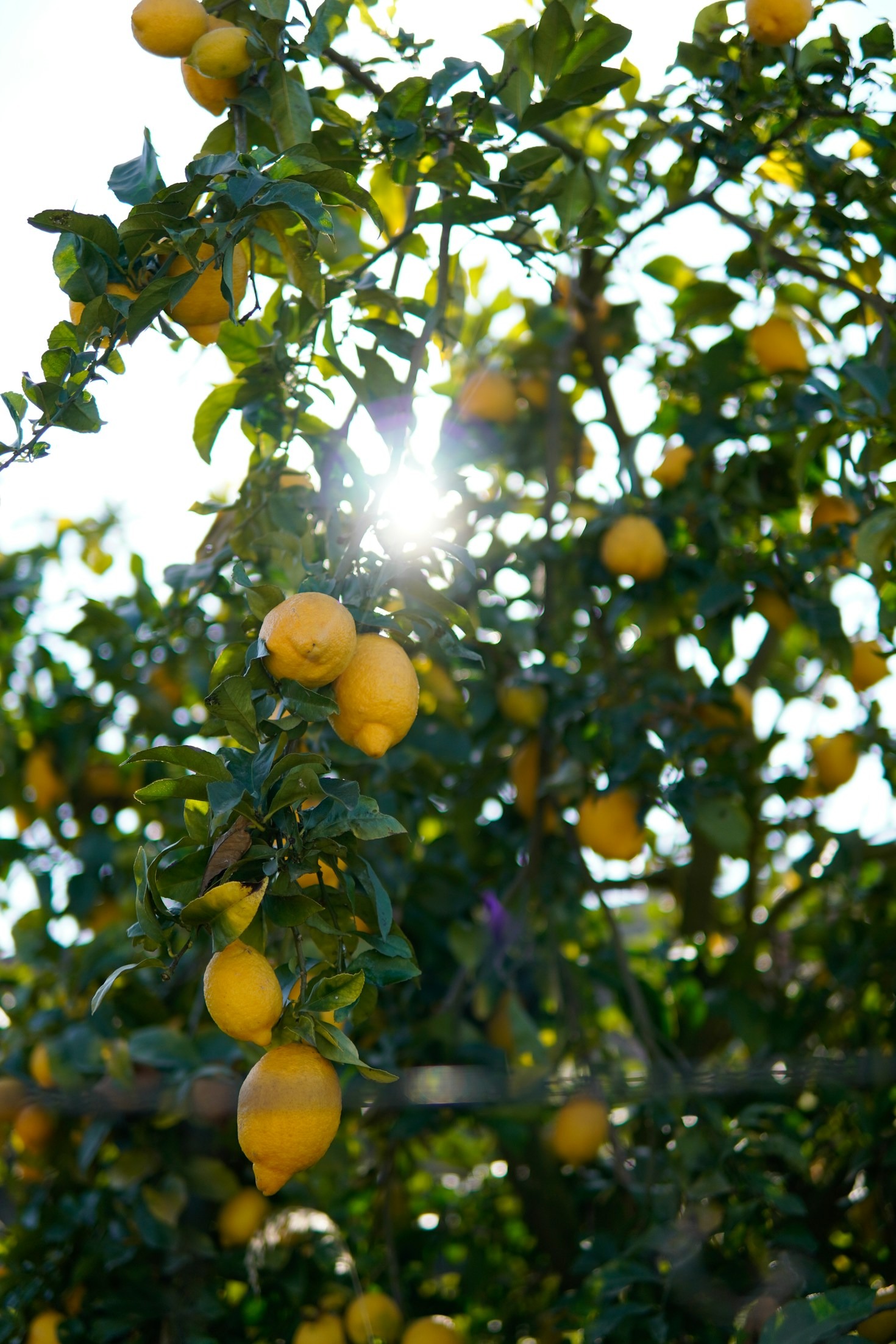 How Lemontree Design Embraces Innovative Thinking